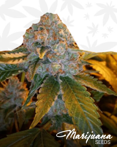 Mad Head Kush 1