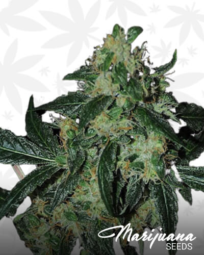 Mad Kush 1