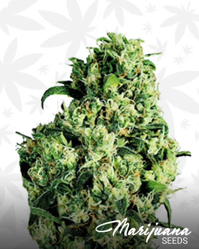 Madagaskar Skunk 1