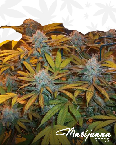 Madds Urkle Queen