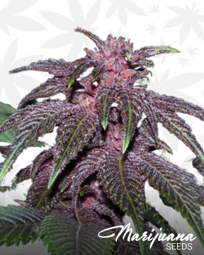 Magenta99 1