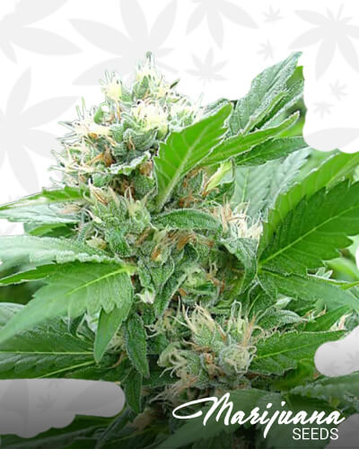 Magic Bud Strain