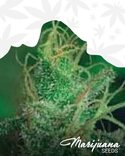 Magic Crystal Strain