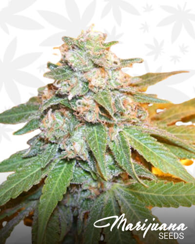 Magic Dragon Strain