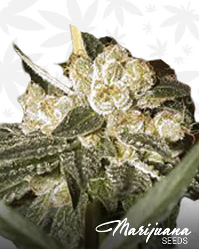Magic Eraser Strain