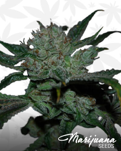 Magic Fire Strain