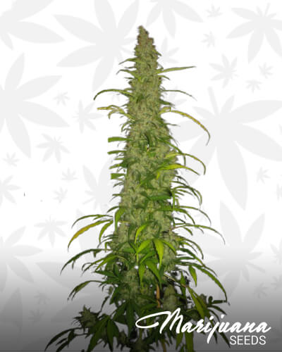 Magic Island Strain