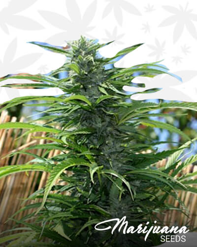 Magic Man Strain