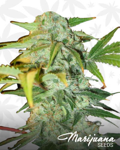 Magic Mango Strain
