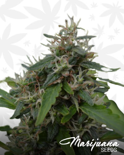 Magic Power IX1 strain