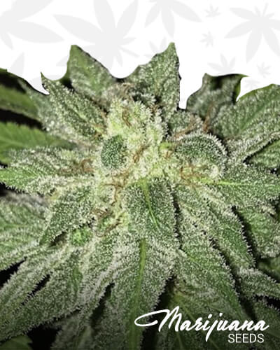 Magilla Gorilla strain