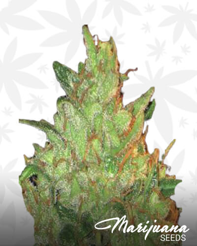 Magma Strain
