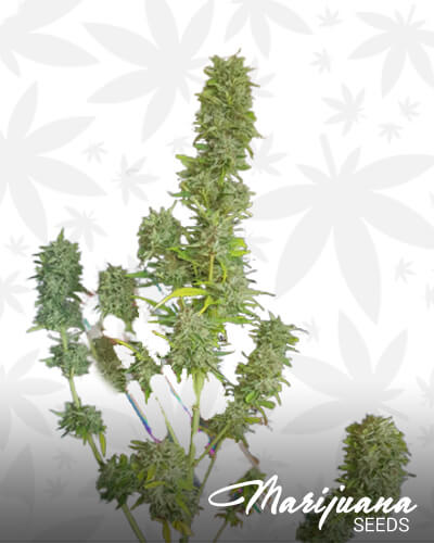 Magnesia Auto Strain