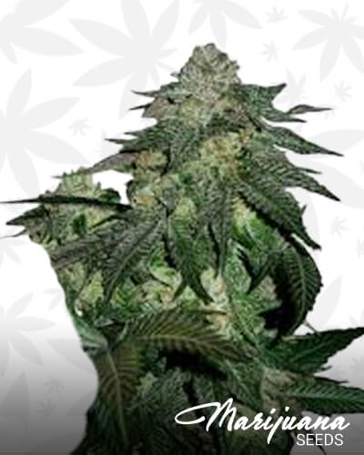 Magnum Auto Strain
