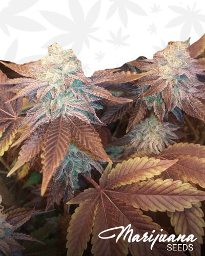 Magnum Breath Strain