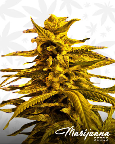 Magnum Platinum Haze Strain