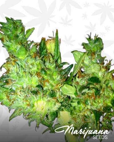 Mahaa Strain
