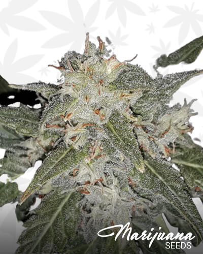 Mai Tai Strain