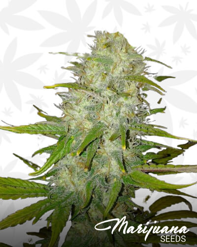 Mail Order Bride Strain