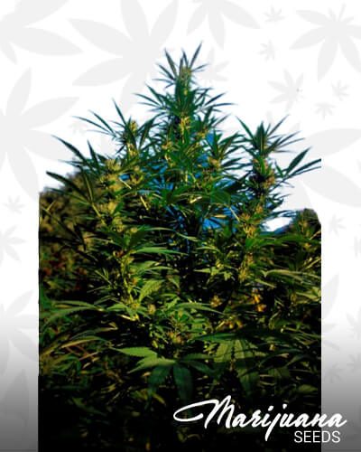 Maizal Gord Strain