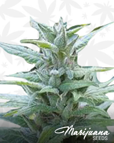 Malana x Crombie Kush 1