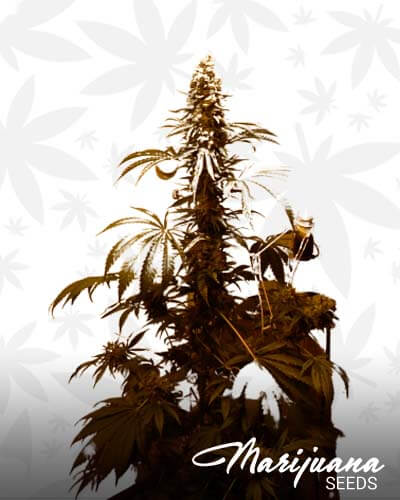 Male OG 1