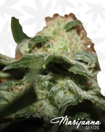 Mallorca Kush 1