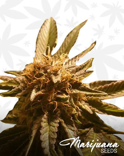 Mana Kush 1