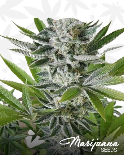 Mandala Purple 1 x Aloha 1