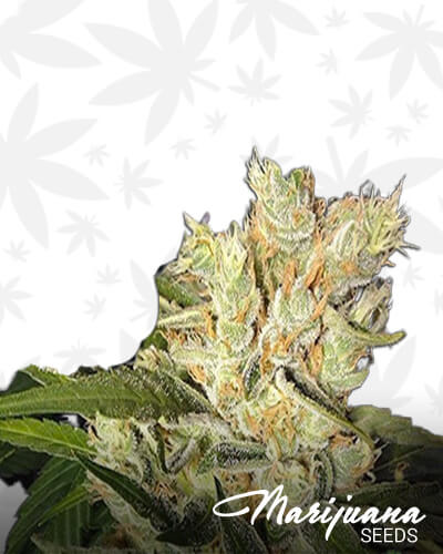 Mandarine Kush