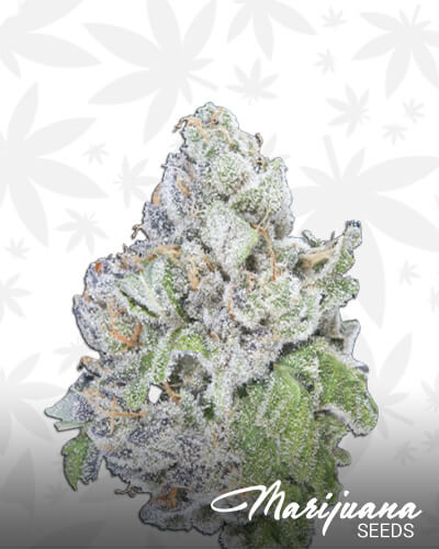 Mandlebrot’s Royal Kush VIII