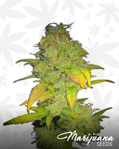 Mango Cookies