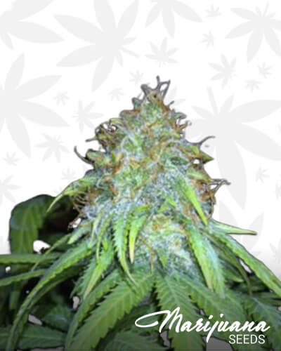 Mango Hashplant
