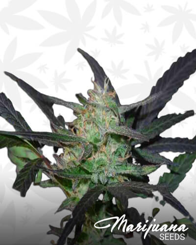Mangobiche x Peyote Purple