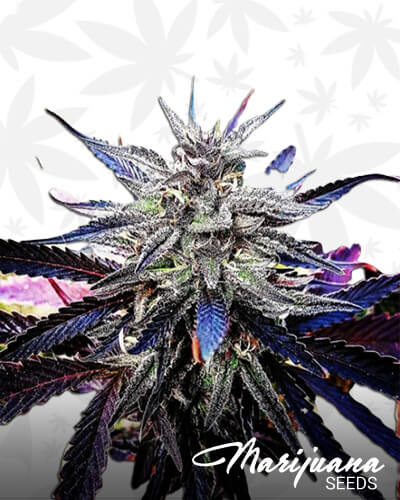 Marble Berry OG