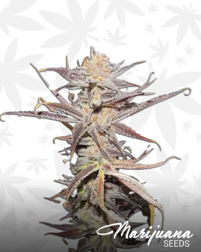 Marra Kush