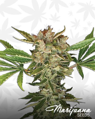 Martian Kush