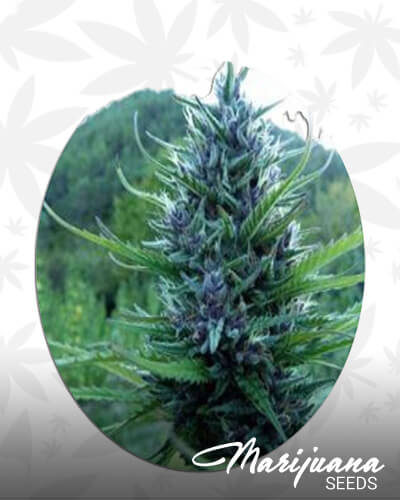 Master Hemp