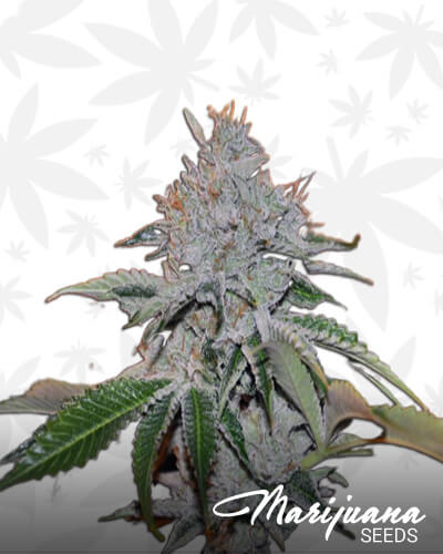 Master Jedi KushAka Master Jedi OG