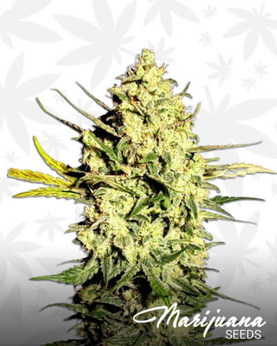 Master Kush Automatic