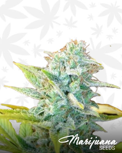 Masterkush x Skunk