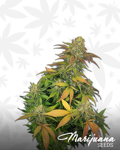 Masterkush