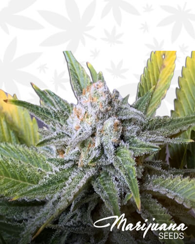 Mastodon Kush