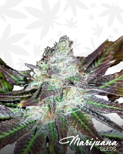 Mature Kush