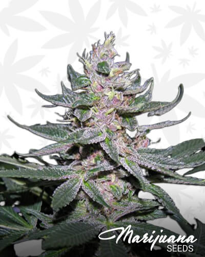 Mazar I Shariff x Pakistan Chitral Kush