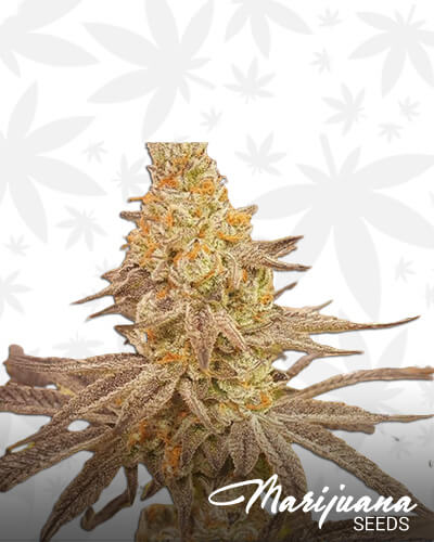 Meat The Cookies Strain