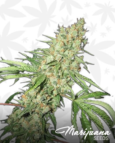 Medevac Kush