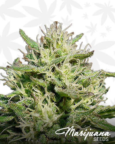Medical Kush Automatic