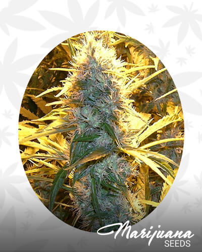 Medical Kush