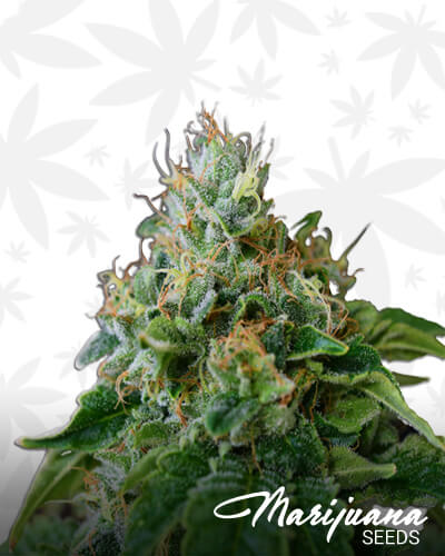 Medijuana